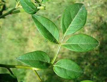  Pinnate leaf